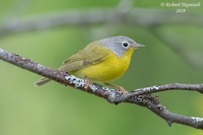 Paruline à joues grises - Nashville Warbler m19