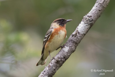 Paruline à poitrine baie - Bay-breasted Warbler m19 3