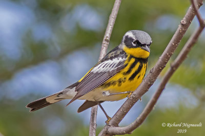 Paruline à tête cendrée - Magnolia Warbler m19 1
