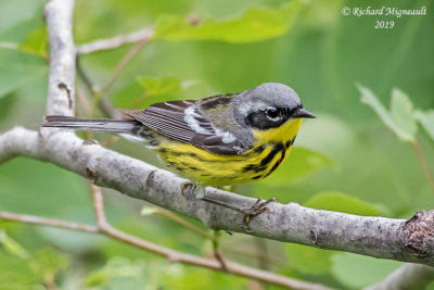 Paruline à tête cendrée - Magnolia Warbler m19 2