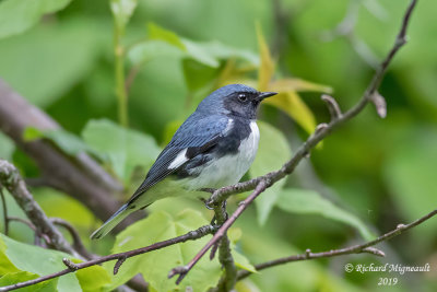 Paruline bleue - Black-throated Blue Warbler m19 1
