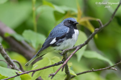 Paruline bleue - Black-throated Blue Warbler m19 2