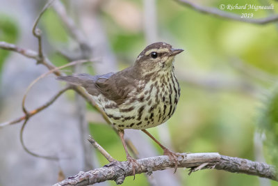 Paruline des ruisseaux - Northern Waterthrush m19 3