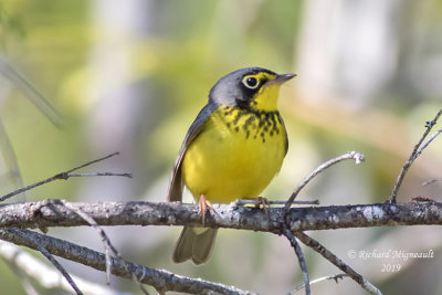 Paruline du Canada - Canada Warbler m19