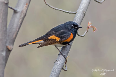 Paruline flamboyante - American Redstart m19 1