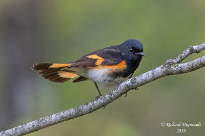 Paruline flamboyante - American Redstart m19 2