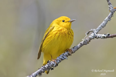 Paruline jaune - Yellow Warbler m19
