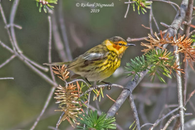 Paruline tigrée - Cape May Warbler m19