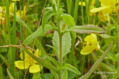 Onagre arbustif - Narrowleaf evening primrose - Oenothera fruticosa m19 3