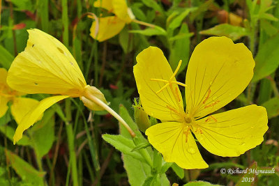 Onagre arbustif - Narrowleaf evening primrose - Oenothera fruticosa m19 4