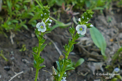 Vronique  feuille de serpolet - Thyme leaved speedwelll - Veronica serpyllifolia m19 