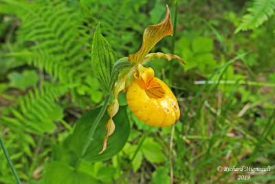 Cypripède jaune, var pubescent - Yellow lady's-slipper - Cypripedium parviflorum m19 1