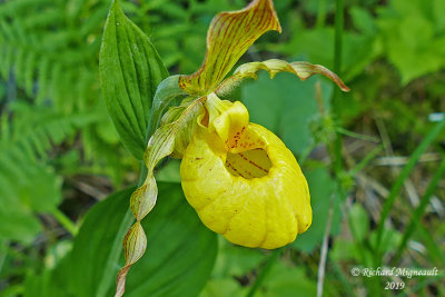 Cypripède jaune, var pubescent - Yellow lady's-slipper - Cypripedium parviflorum m19 2