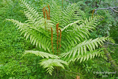 Osmonde canelle - Cinnamon fern - Osmunda cinnamomea m19 