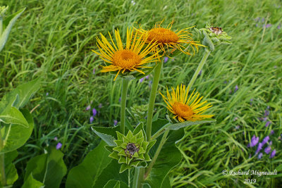 Inule aulnée - Elecampane - Inula helenium m19 2