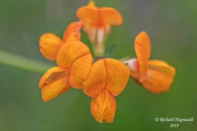 Lotier corniculé - Birdfoot Trefoil - Lotus corniculatus m19
