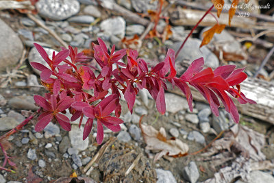 Millepertuis elliptique - Elliptic St. John's wort - Hypericum ellipticum m19 3