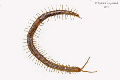 Soil centipede - Geophilomorpha m19 1