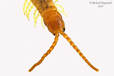 Soil centipede - Geophilomorpha m19 2