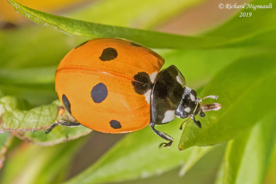 Lady Beetle - Coccinella septempunctata - Seven-spotted lady beetle m19 