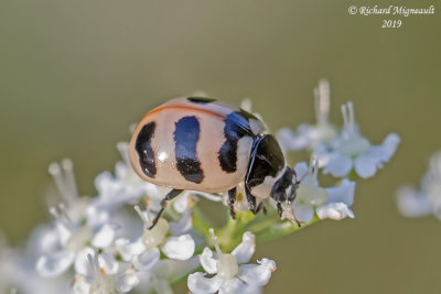 Lady Beetle - Coccinella trifasciata - Threebanded Lady Beetle m19 