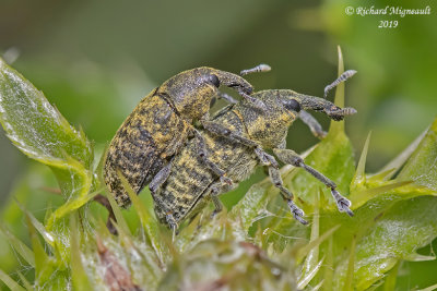 Weevil beetle - Larinus planus m19 