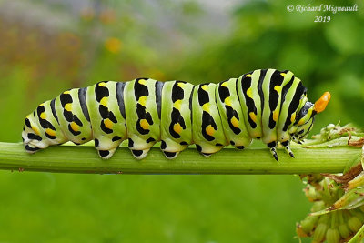 4159 - Black swallowtail - Papillon du celerie - Papilio polyxenes asterius m19 
