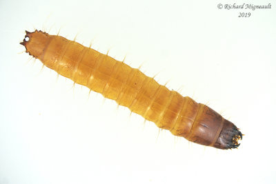 Click beetle larvae  m19 