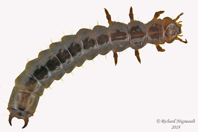 Fire-colored Beetle - Dendroides canadensis larva m19 