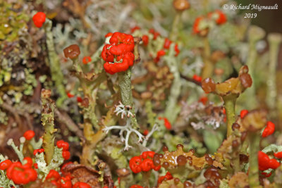 Cladonia cristatella - Cladonie  petite crte - British Soldier m19 1