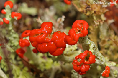 Cladonia cristatella - Cladonie  petite crte - British Soldier m19 2