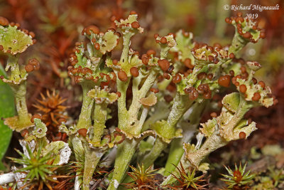 Cladonia sp2 m19 