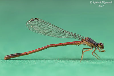 Narrow-winged Damselfly - Amphiagrion saucium - Eastern Red Damsel, male m19 