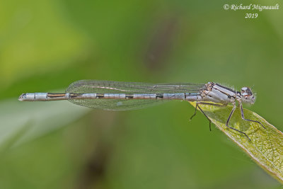 Narrow-winged Damselfly - Enallagma civile - Familiar Bluet m19 