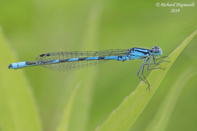Narrow-winged Damselfly - Enallagma civile - Familiar Bluet, male m19 