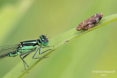 Narrow-winged Damselfly - Ischnura verticalis - Eastern Forktail, male avec Meadow Spittlebug m19 