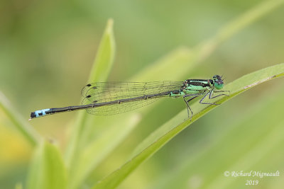 Narrow-winged Damselfly - Ischnura verticalis - Eastern Forktail, male m19