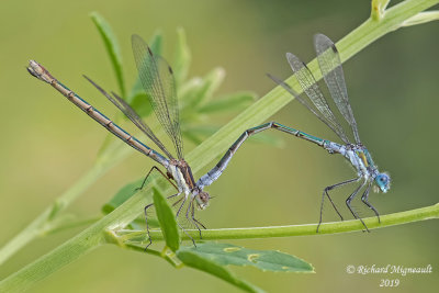 Spreadwing - Lestes disjunctus - Northern Spreadwing m19 