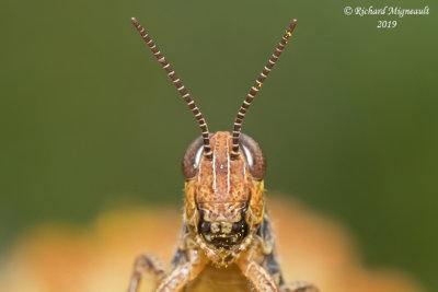 Grasshopper m19 