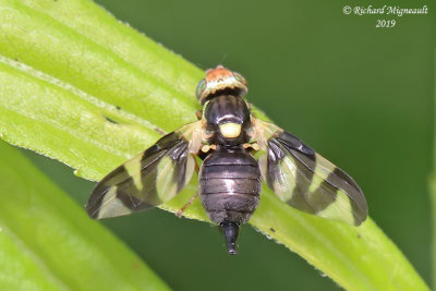 Fruit Fly - Urophora cardui m19