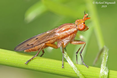 Marsh fly - Tetanocera plebeja m19