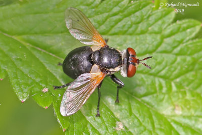 Tachinidae - Gymnosoma sp2 m19 