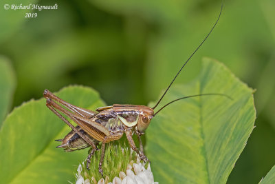 Katydid - Metrioptera roeselii, Shield-backed Katydid m19