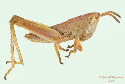 Marsh Meadow Grasshopper - Chorthippus curtipennis, immature  m19 