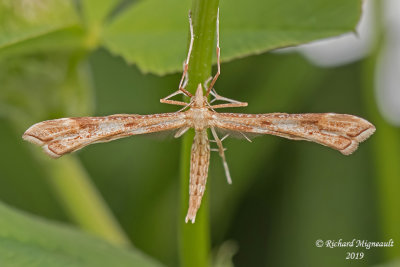 6107 - Plume Moth - Gillmeria pallidactyla m19 