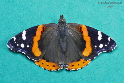 4437 - Red Admiral - Vulcain m19
