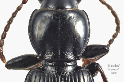 Woodland Ground Beetle - Pterostichus caudicalis 2 m11