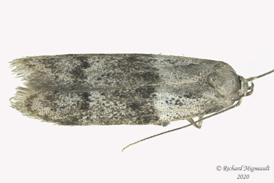 1162 - Blastobasis glandulella - Acorn Moth m20 