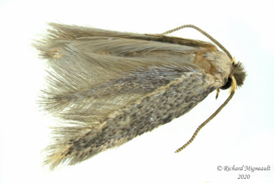 1300.98 - Coleophora sp. m20 