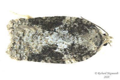 3520 - Acleris fuscana - Small Aspen Leaftier Moth m20 